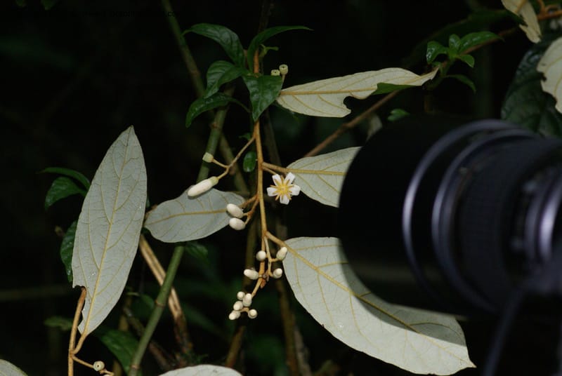 Styrax nicaraguensis,WDS#27263,Nicaragua,Matagalpa,La Selva Negra,16June2008 8166.JPG