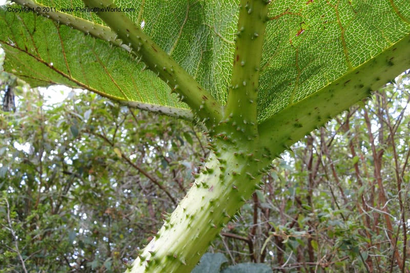 Gunnera brephogea, Ulloa 2180--Ecuador. Pichincha. Reserva Yanacocha. 11 Jun 2011. 311 (12).jpg