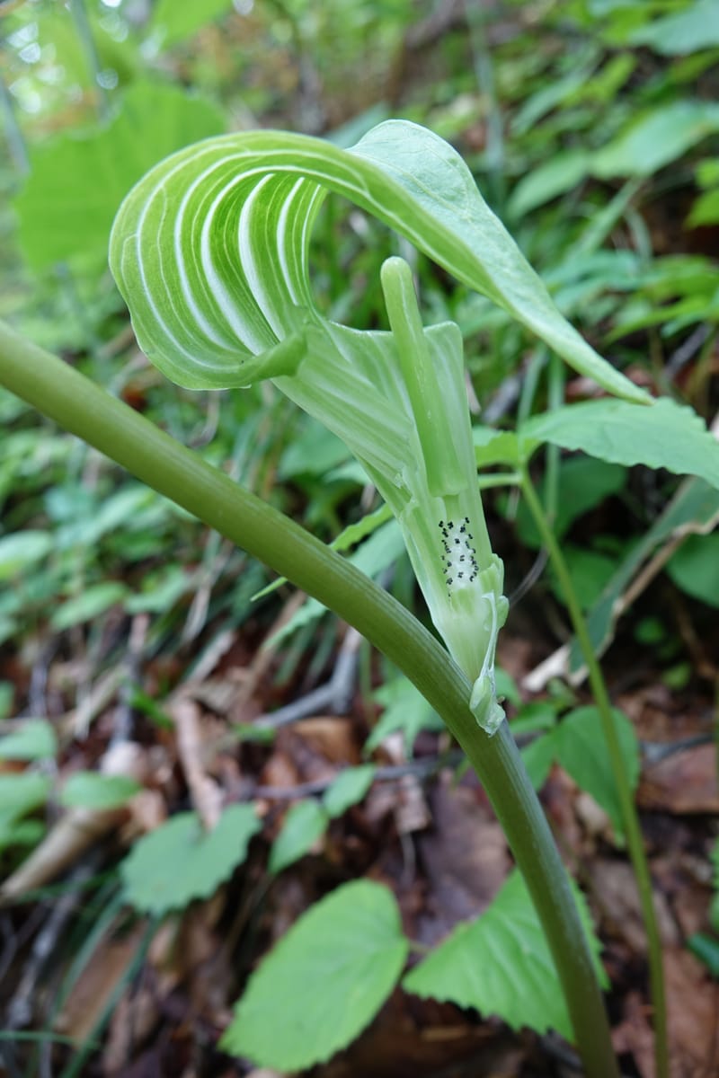 Arisaema amurense var. robustum--Japan. Niigata. Sasagamine. Yu Memidaira. Forest Therapy Trail. 28 May 2016. DSC04970 (2).JPG