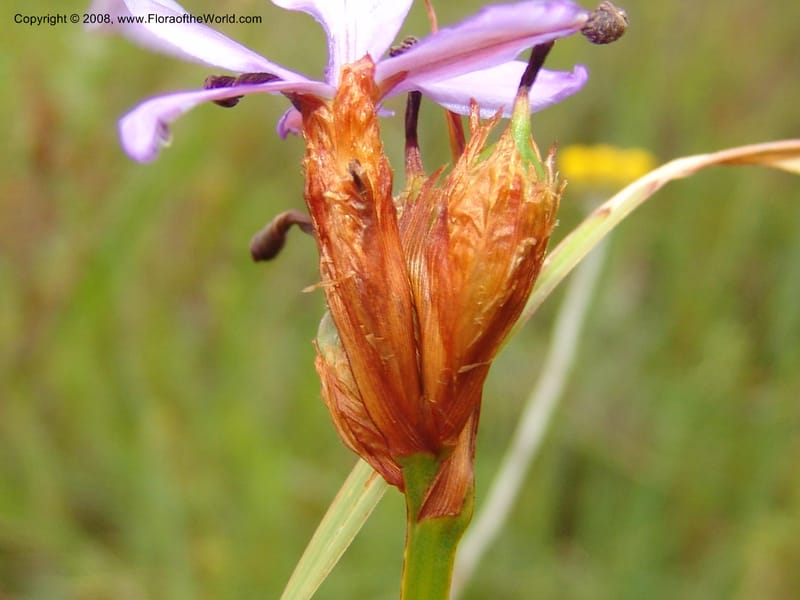 Aristaea abyssinica--So.Africa. E. Cape. Trappes Valley. 7 Mch 05. 110.jpg