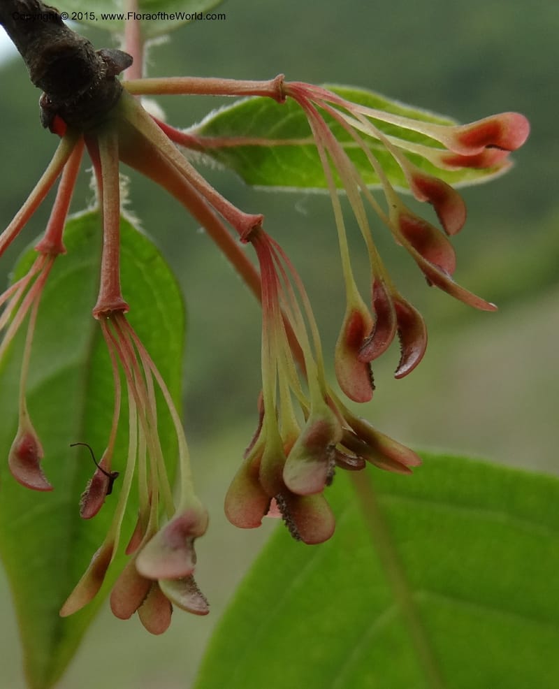 Euptelea pleiosperma, Boufford, D 43587--China. Sichuan. Tudiling Tunnel. 6 May 2014. DSC03860 (152).JPG