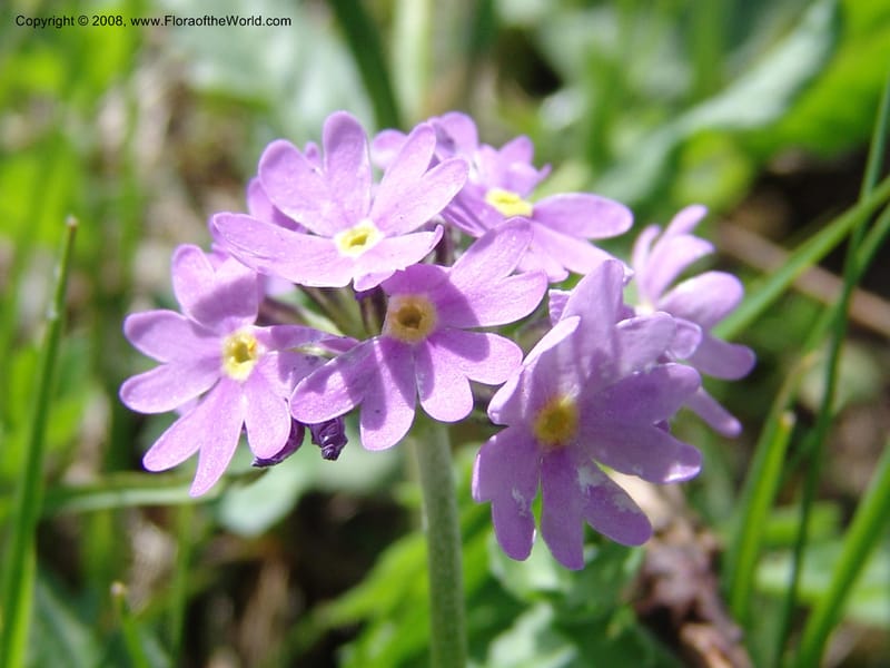 Primula algida--Georgia. Kazbeki . Trail-road to Sameba Church. 2 Jun 05. 037.jpg