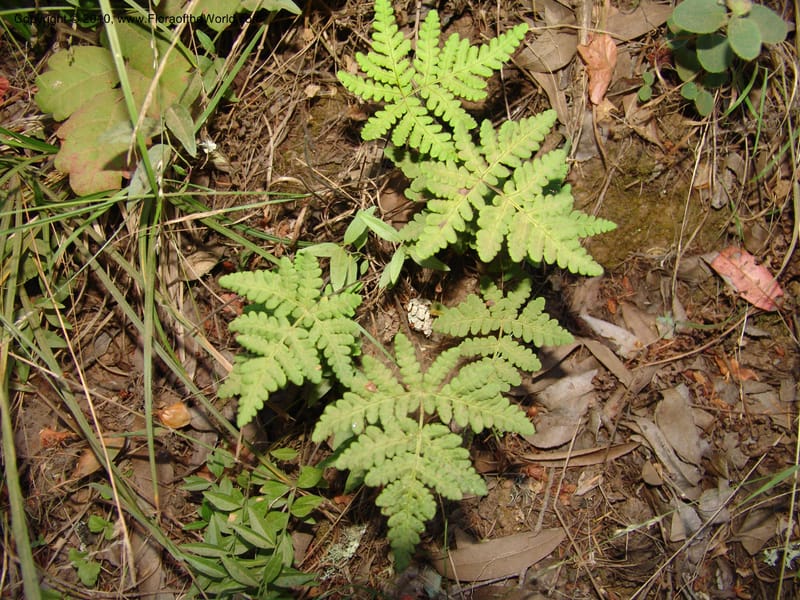 Pentagramma triangularis--CA. Marin Co. Muir Woods Nat. Mon. 4 Jul 07. 105.jpg