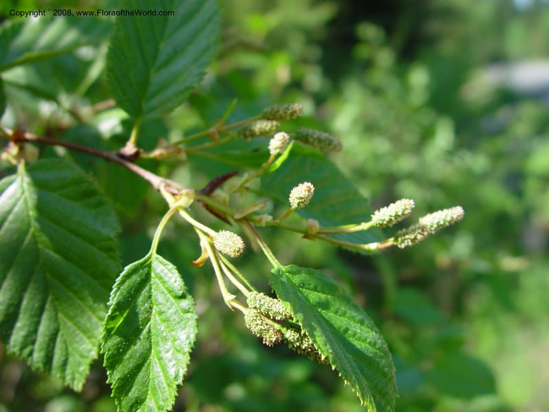 Alnus sinuata--ID. Valley Co. Payette Lake. 12 Jun 03. 095.jpg