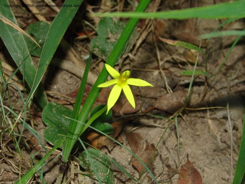 Spiloxene trifurcillata--So.Africa. E. Cape. Maitland Nat.Res. 5 Mch 05. 139.jpg