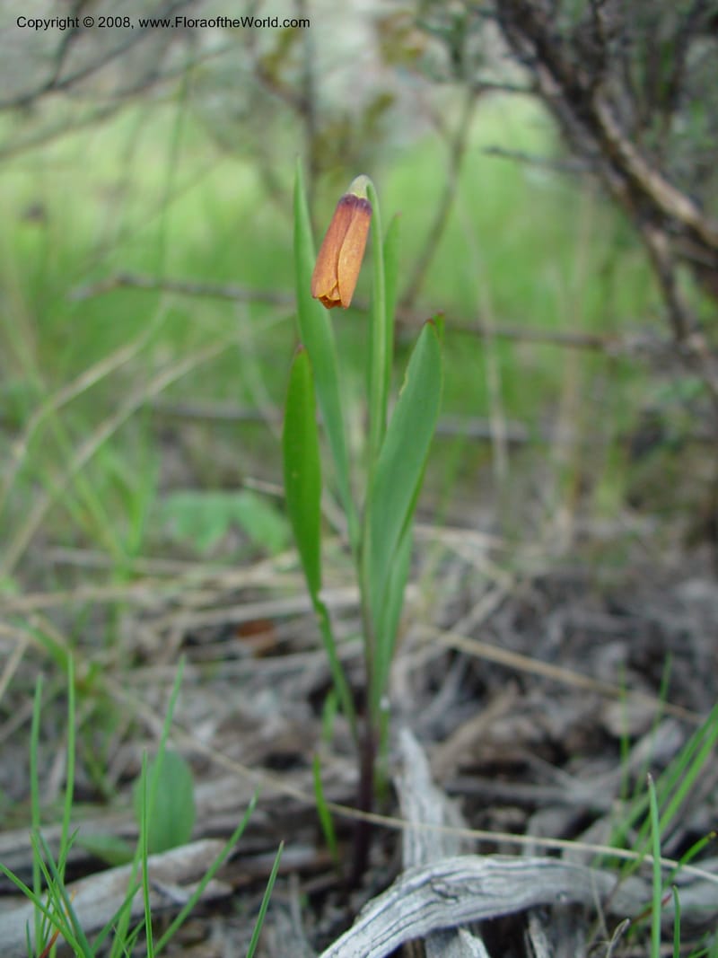 Fritillaria pudica--ID. Boise Co. Summit of Horseshoe Bend Hill, Hwy 55. 27 Apr 03. 063.jpg