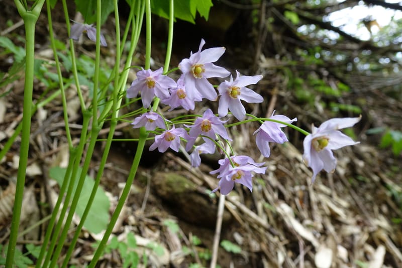 Ranzania japonica--Japan. Myoko Kenmin-no-mori. Hiuchiyama Trial. 27 May 2016.  (125).JPG