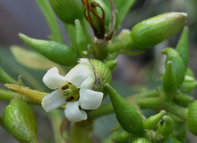 Pittosporum, Lowry, P 7341--Fiji. Vesidrua Vill. 5 Nov 2015. DSC09215 (101).JPG