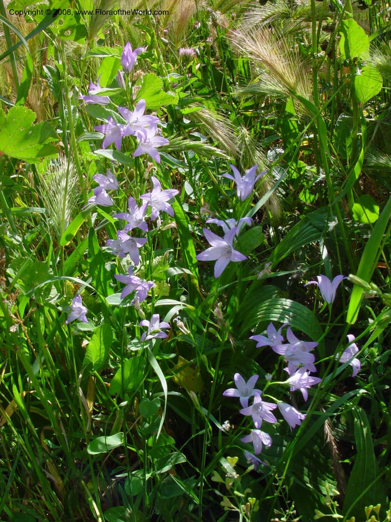 Campanula patula--Italy. Tuscany. Hwy A1, rest stop  near Orvieto.  17 May 02. 013.jpg