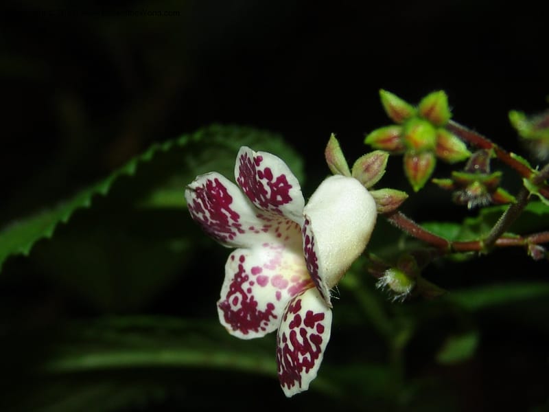 Monopyle, Croat 96416--Ecuador. Prov. Pichincha. Pacto-Pto. Quito Rd.. 25 Mar 06. 499 (3).jpg