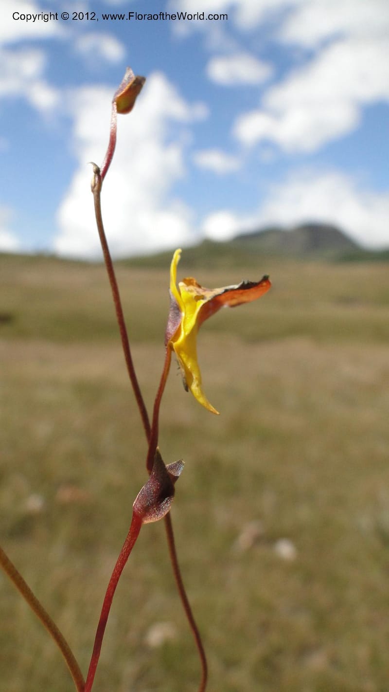 Utricularia prehensilis, N. Manjato 175--Madagascar. E of Ambositra toward Antoetra. 2 May 2010 196 (1).jpg