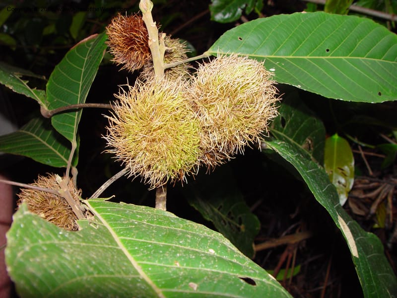 Sloanea grandiflora, JSmith4209--Fr. Guiana. Matoury Mts, near Cayenne. 21 Mch 02. 002.jpg