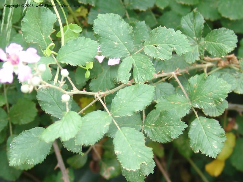 Rubus sanctus--Crete. Ep. Kisamos. Sirikari Gorge. 25 May 05. 299.jpg
