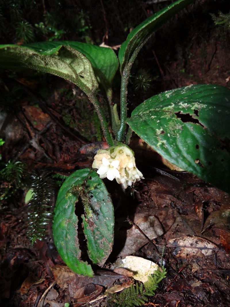 Pentaphragma, SAN.153210--Malaysia, Sabah. Mt. Kinabalu. 5 Apr 2012. DSC06767 (202).JPG