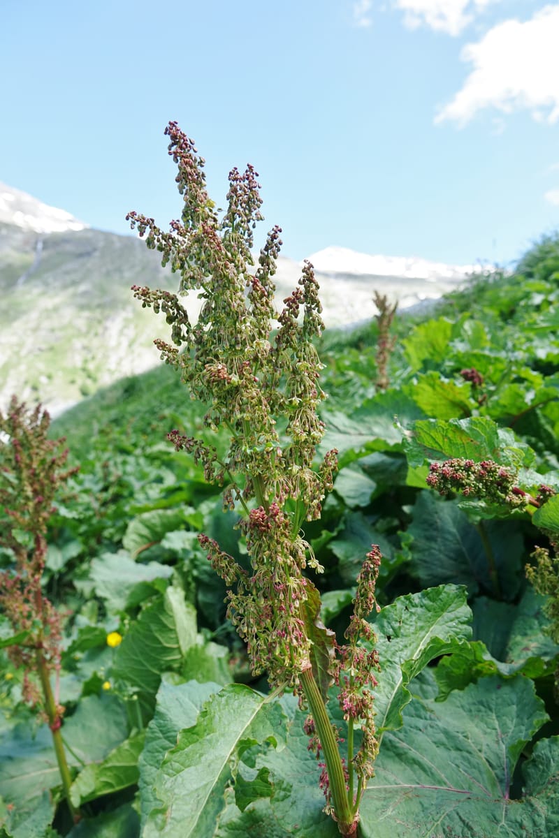 Rumex alpestre, Not collected--Switzerland. Sass Almagell. Lac Mattmark. 3 Jul 2016. DSC08449 (499).JPG