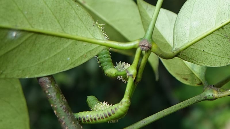 Gnetum catasphaericum, D. Boufford 44101--China. Yunnan. Lao jun Shan. 30 Apr 2018. DSC00424 (579).JPG