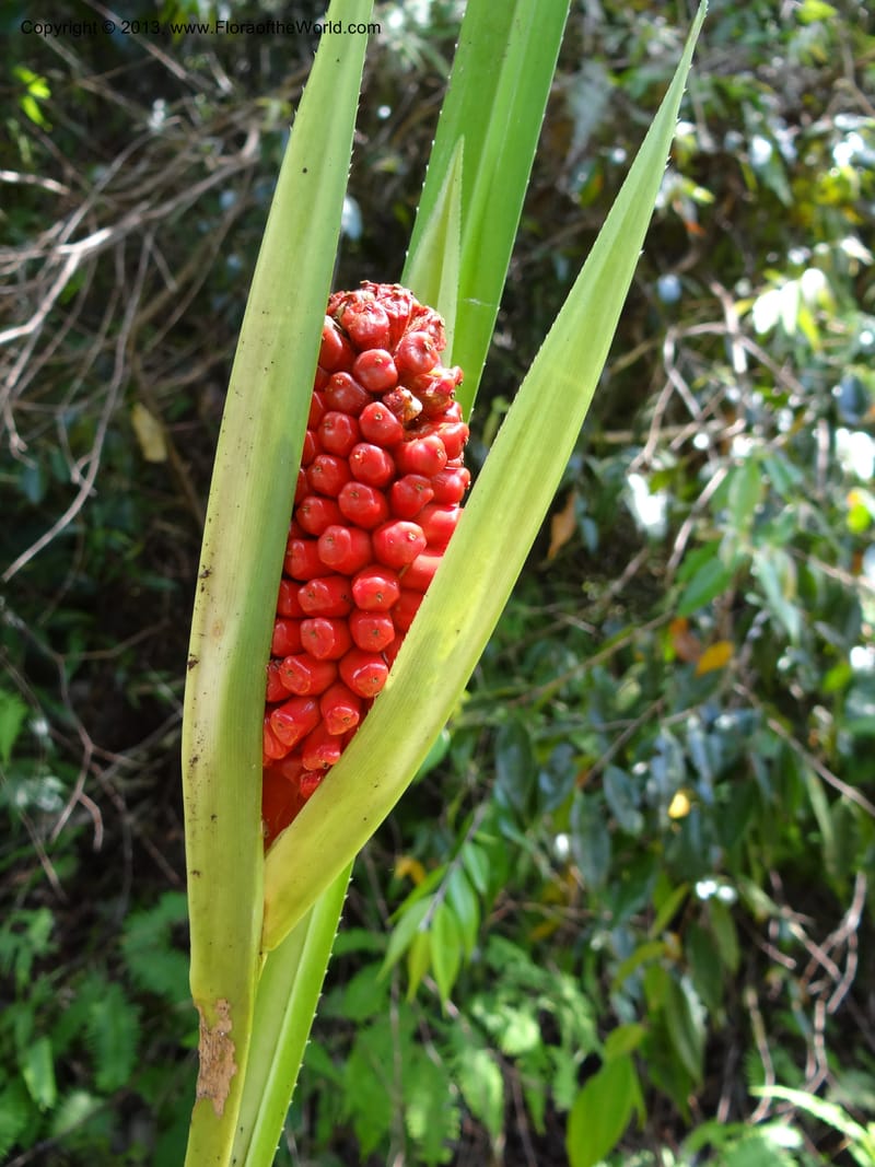 Pandanus pugnax, Callmander 1035--Malaysia, Sabah. Meliau Range. Ulu Tongod For. Res. 8 Apr 2012. DSC07780 (43).JPG