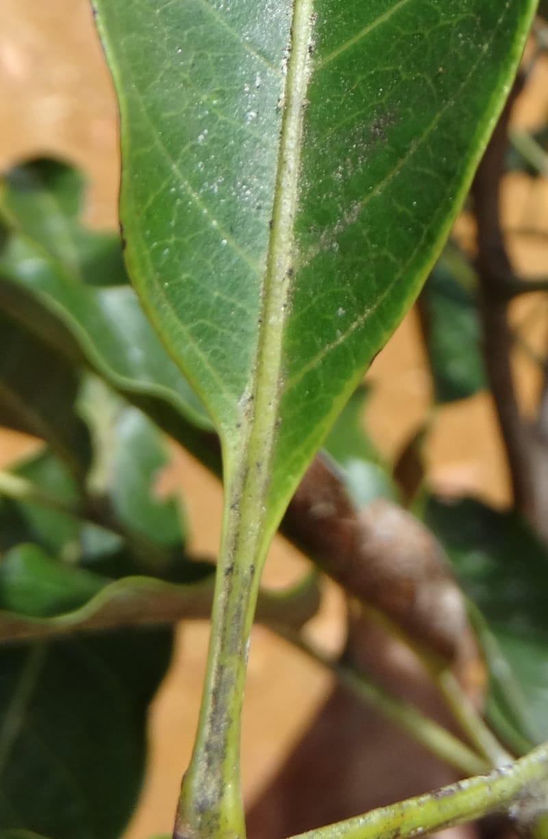 Lepidocupania lepidota, Callmander, M 1239--New Caledonia. Mont Dzumac. 12 Nov 2015. DSC01563 (366).JPG