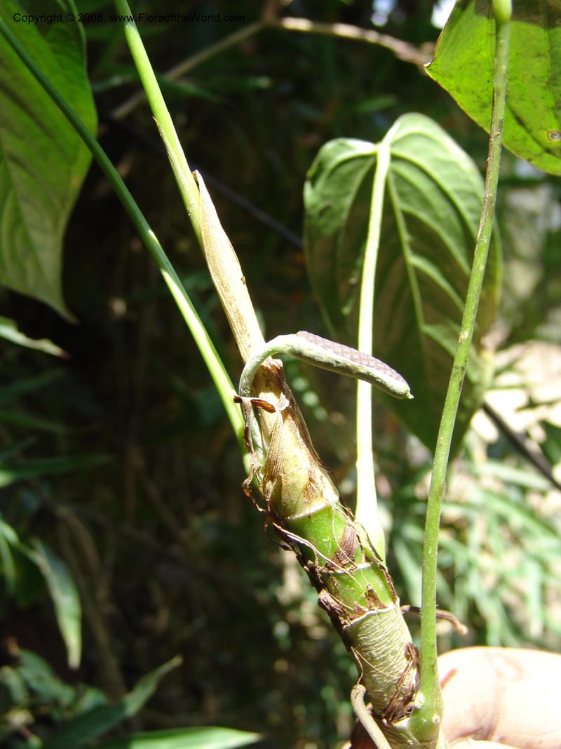 Anthurium, Croat93231--Ecuador. Prov. Pichincha. Old hwy Quito to Sto. Domingo. 12 Aug 04. 035.jpg