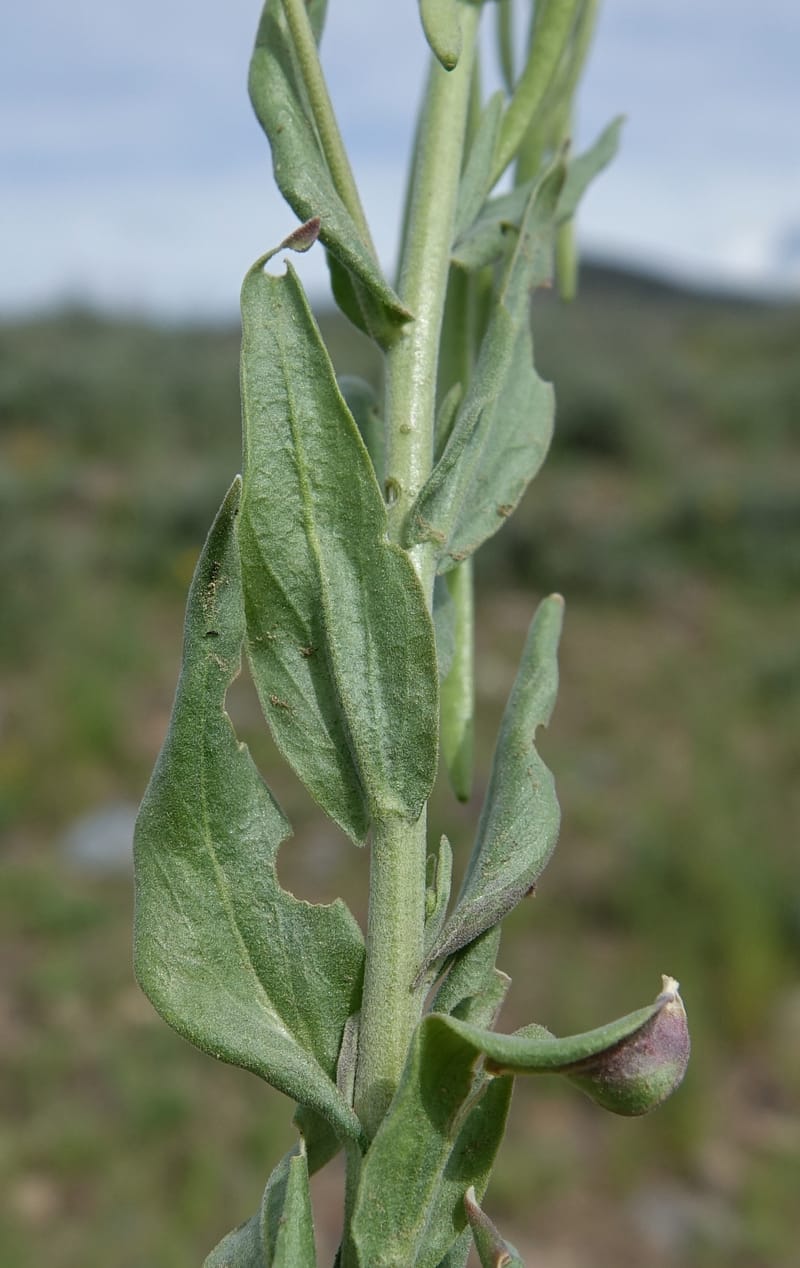 Boechera holboellii var. retrofracta, C. Davidson 13554--ID. Blaine Co. Rock Creek Preserve. TNC. 13 May 2017. DSC00171 (280).JPG