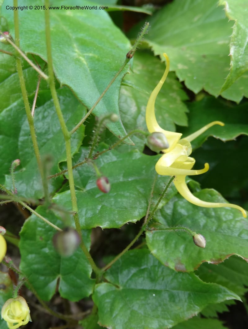 Epimedium, Boufford, D 43586--China. Sichuan. Tudiling Tunnel. 6 May 2014. DSC03860 (206).JPG