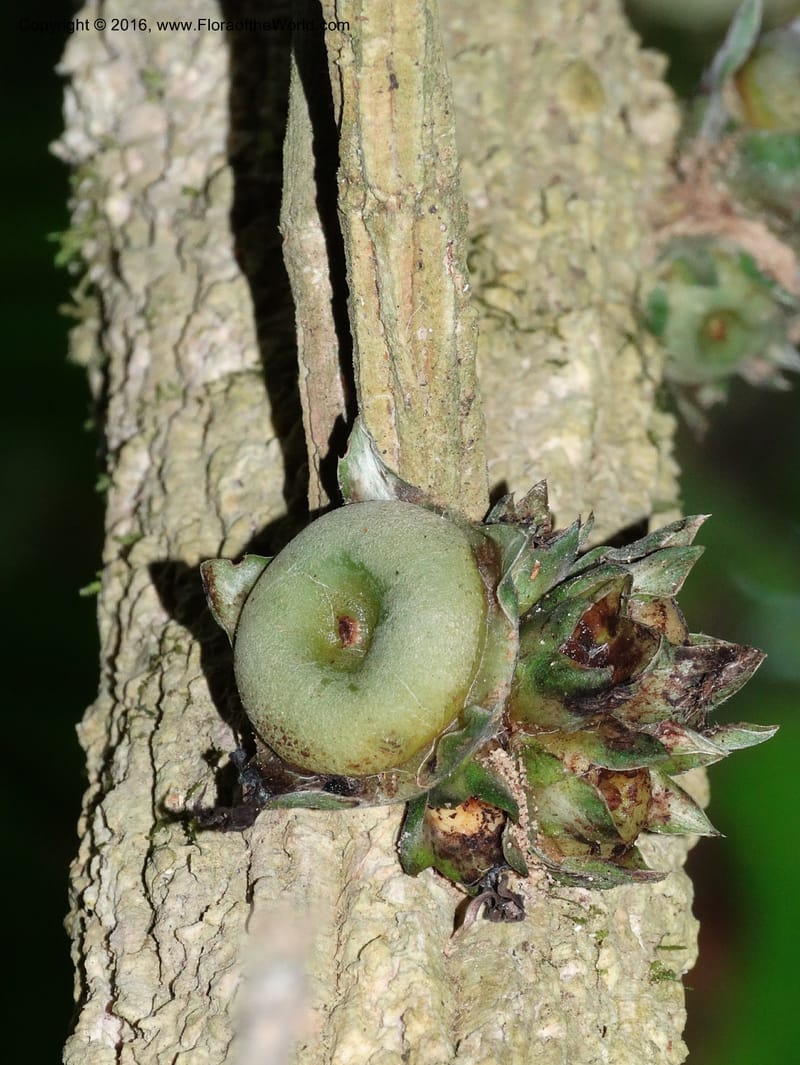 Praravinia creaghii, Davidson, C 12669--Sabah. Danum Valley. 4 Oct 2014. DSC01741 (47).JPG