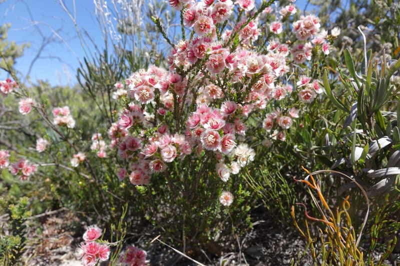 Verticordia ovalifolia, Davidson, C 13408--Australia. W.A. Badingara Tavern Jct. 23 Oct 2016. DSC04482 (80).JPG