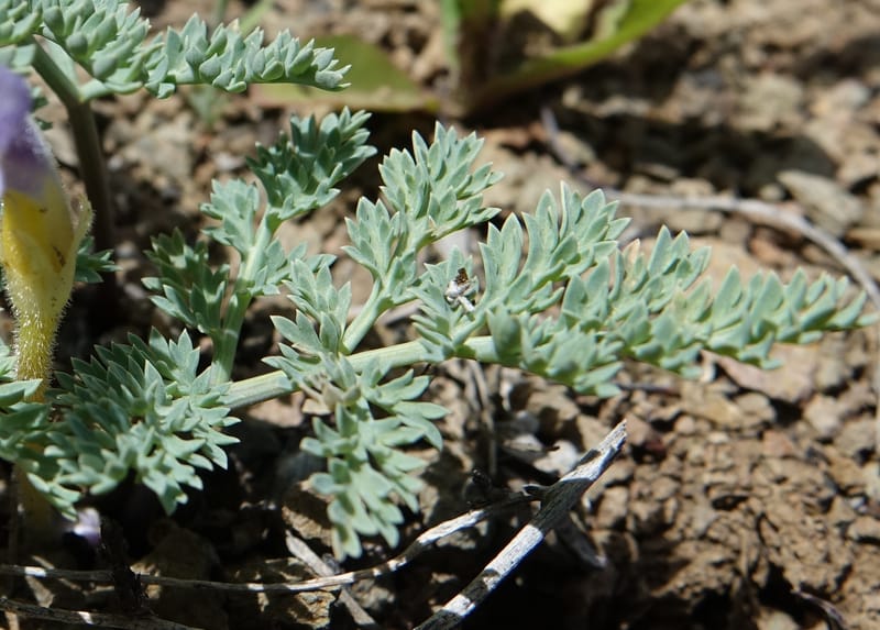 Cymopterus glaucus, C. Davidson 13559--ID. Blaine Co. Rock Creek Preserve. TNC. 14 May 2017. DSC00477 (30).JPG