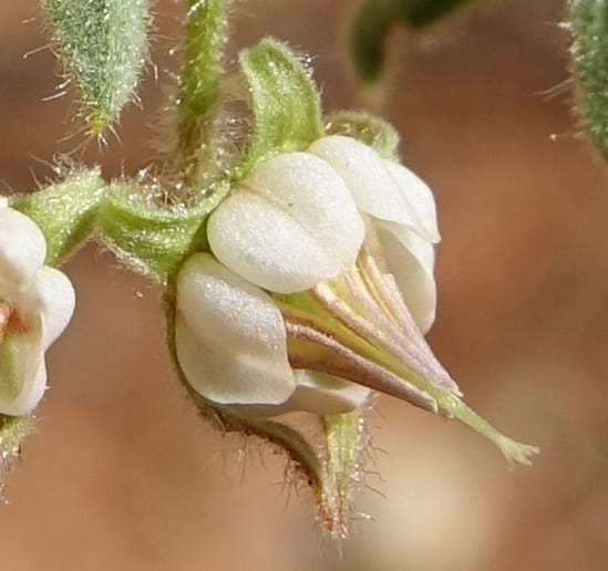 Hermannia tomentosa, L. Nanyeni 1231--Namibia. Hwy D1228, stop 1. DSC03368 (10).JPG