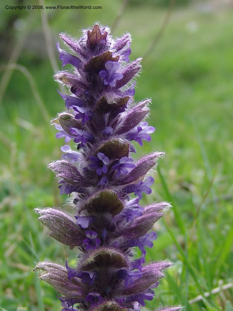 Ajuga orientalis--Georgia. Kazbeki . Trail-road to Sameba Church. 2 Jun 05. 558.jpg
