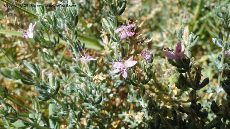 Frankenia salina, C. Davidson 11807--CA. Alameda Co. East Bay. 2 Sept 2010. 320 (44).jpg