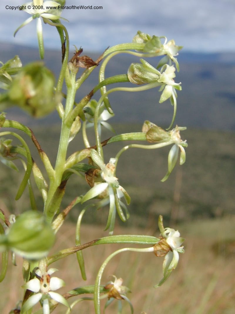 Habenaria falciformis--So.Africa. E. Cape. Waringham Farm, Quanti Area, Stut. 8 Mch 05. 082.jpg