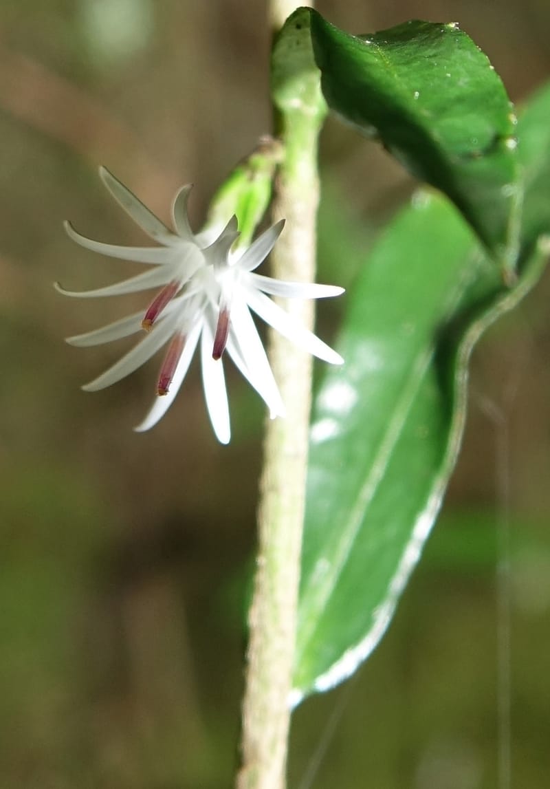 Ainsliaea latifolia, Tseng Yu-Hsin 1331--Taiwan. Taroko Nat. Park. Mt. Bilu Trail. 21 May 2016.  (130).JPG