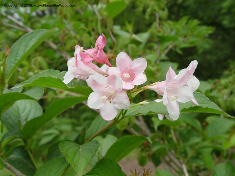 Weigela florida--MA. Arnold Arb. 30 Jun 03. 082.jpg