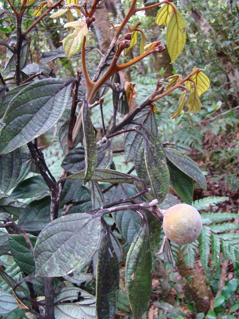 Cryptocarya, Munzinger, J 4851--New Caledonia,  Dogny, 19 Nov 2007, 97 (2).jpg