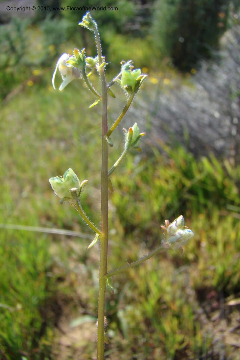 Nemesia cheiranthus, C. Davidson 11523--South Africa. Northern Cape. Papkuilsfontein. 25 Aug 09. 216 (14).jpg