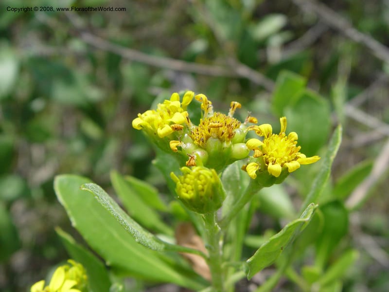 Chrysanthemoides monilifera--So. Africa. KwaZulu-Natal.  Lake Sibaya Lodge.  1 Oct 03. 188.jpg