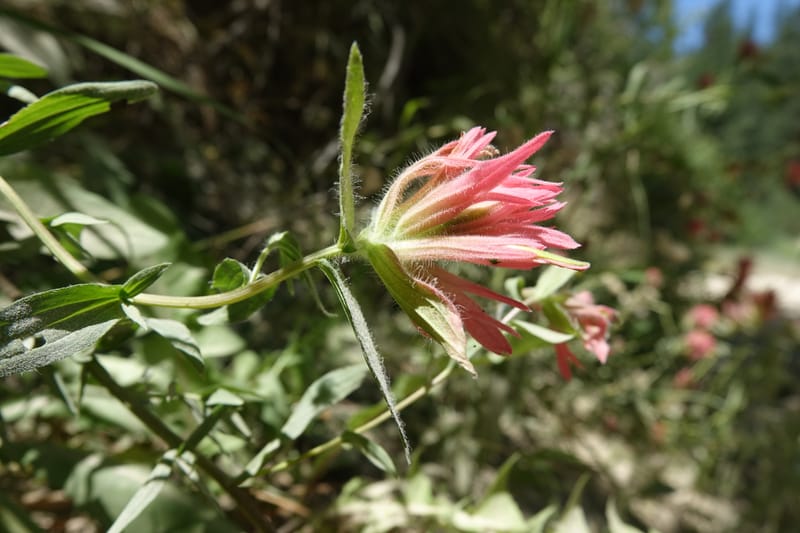 Castilleja miniata, C. Davidson 13730--ID. Boise Co. Robie Creek Rd. 21 July 2017. DSC03548 (53).JPG