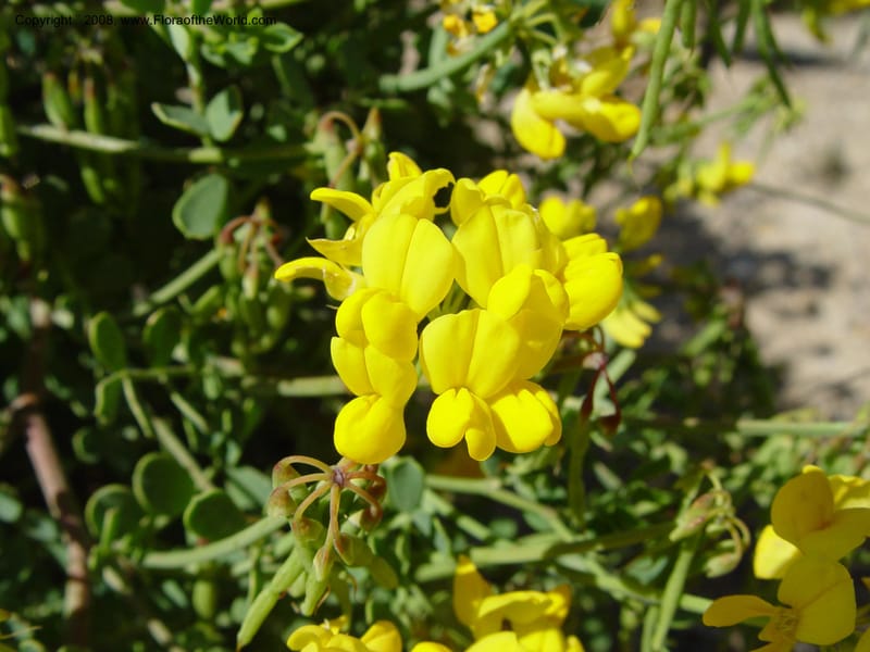 Coronilla valentina ssp. glauca, 2001.0065--Spain. Barcelona Botanic Garden. 19 Apr 04. 100.jpg