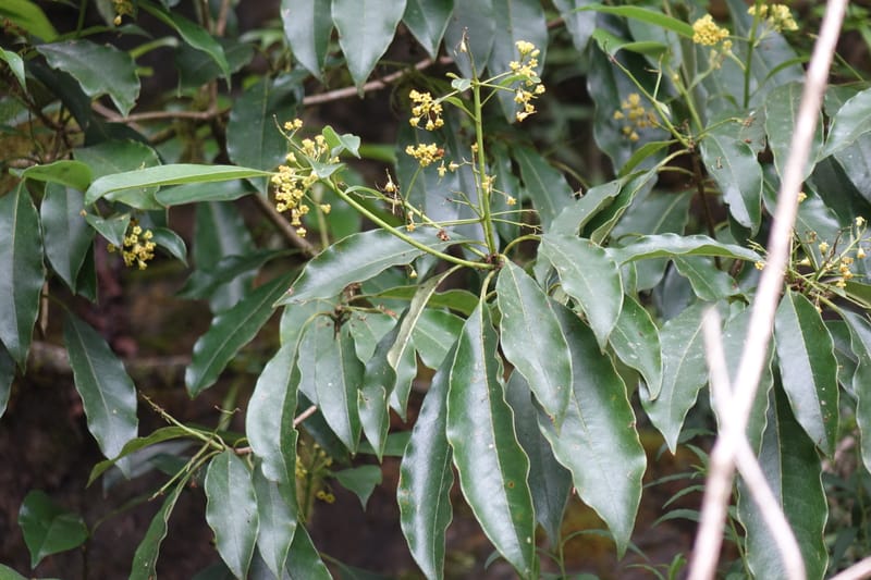 Pittosporum daphniphylloides, Tseng Yu-Hsin 1318--Taiwan. SW of Nanshan on highway 7. 20 May 2016. DSC03339 (110).JPG