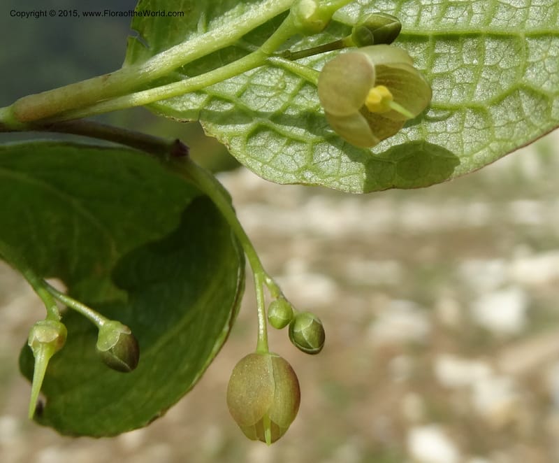 Sabia, Boufford, D 43677--China. Sichuan. GuoBaYan, HanBaiYu Shan. 12 May 2014. DSC05373 (27).JPG