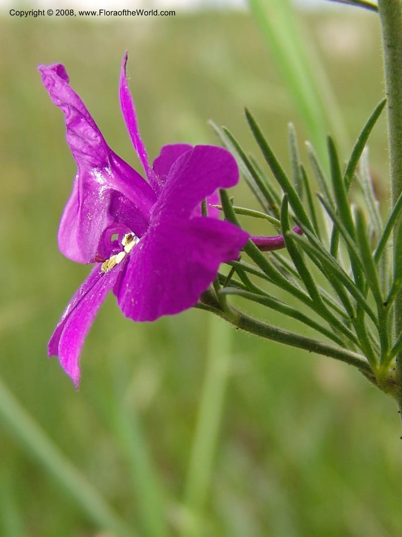 Consolida divaricata--Georgia. Gori Upland, Gareji Steppe. Near salty lake. 9  Jun 05. 031.jpg