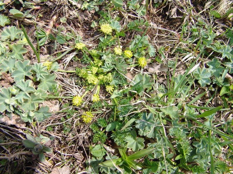 Chamaesciadium acaule--Georgia. Vic. of Tskhrats'karo Pass. 7 Jun 05. 060.jpg