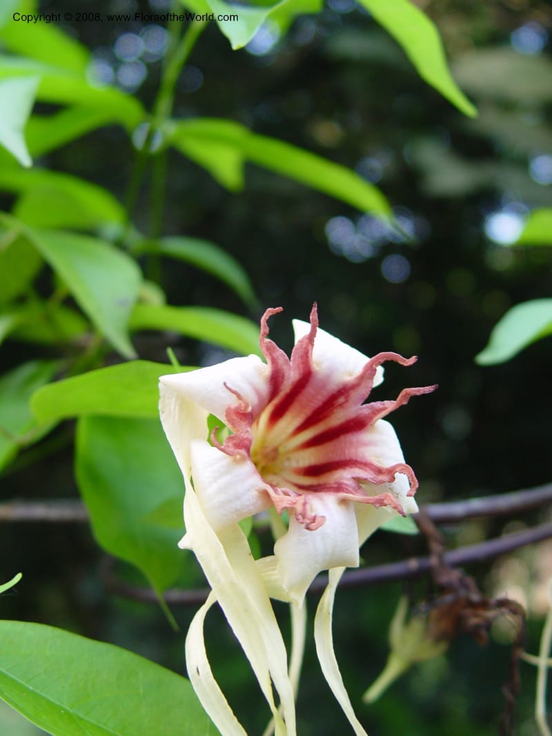 Strophanthus--Ghana. Aburi Botanic Garden. 10 Dec 03. 155.jpg