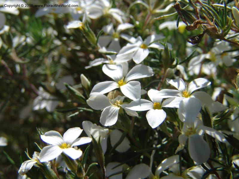 Linanthus nuttallii--AZ.  Arboretum at Flagstaff. 3 Sep 04.  146.jpg