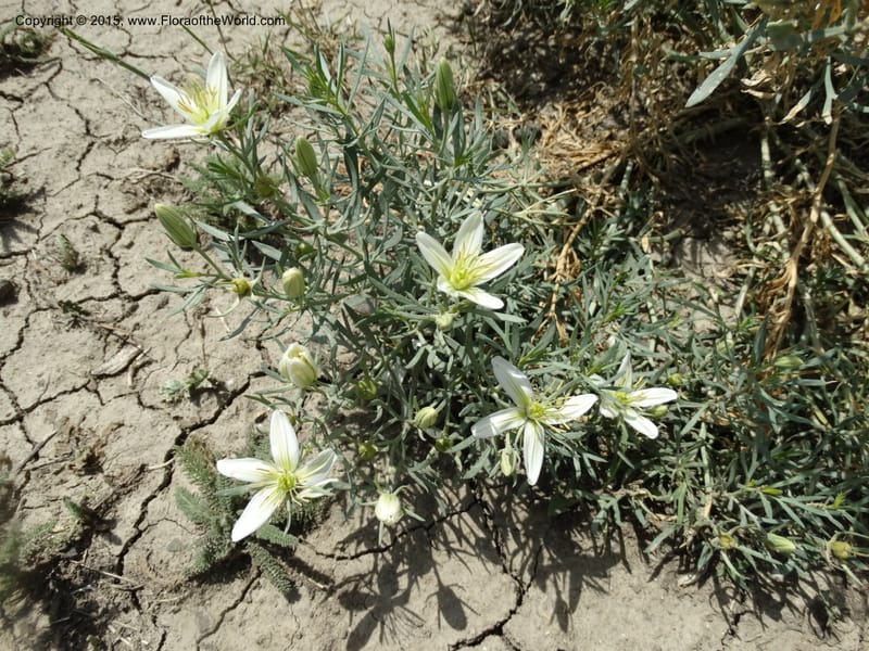 Peganum harmala, Davidson, C 12436--Georgia (Caucasus). Kakheti Region. (Kiziki). Toward Vashlovani. 6 Jun 2014. DSC07328 (464).JPG