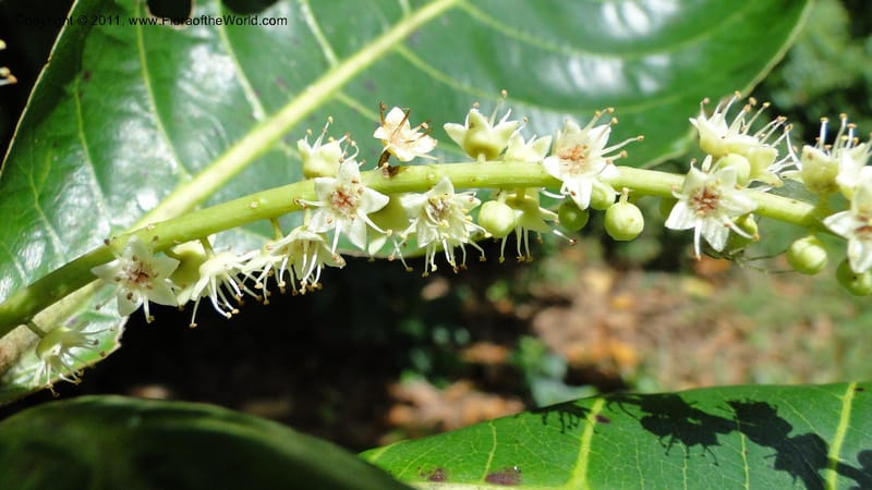 Terminalia, Gereau 7171--Tanzania. Beach near Bagamoyo Country Club. 8 May 2010. 209 (77).jpg