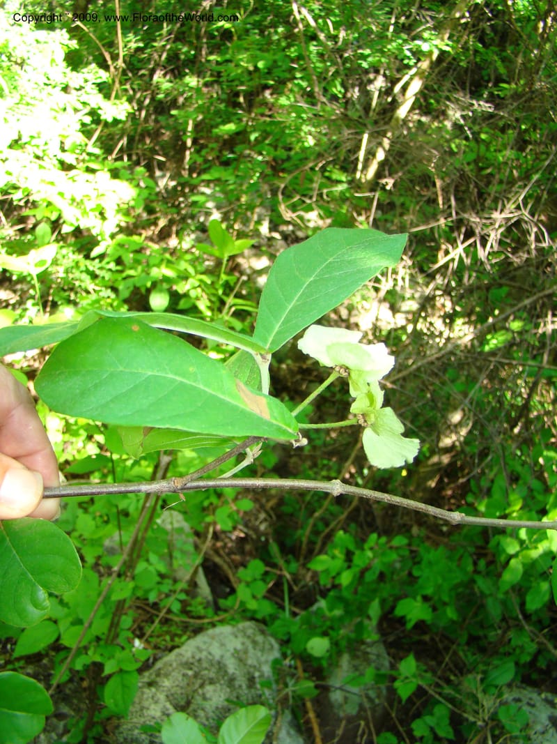 WDStevens27294--Nicaragua. Matagalpa. Kukamonga N of Esteli. 17 Jun 08. 067.jpg