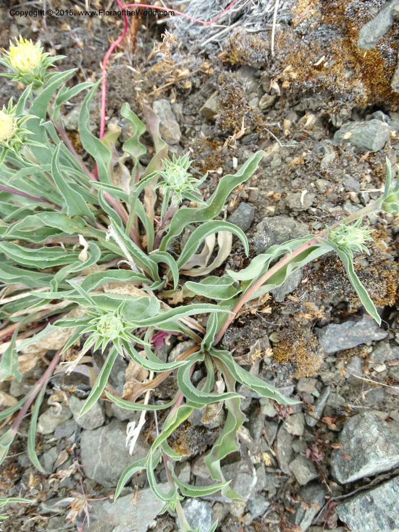 Pyrrocoma, Davidson, C 12630--ID. Idaho Co. Seven Devils Campground. 11 Aug 2014. DSC00412 (25).JPG