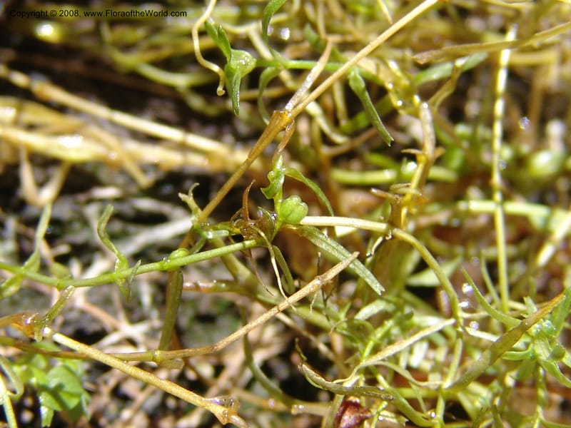 Callitriche heterophylla Pursh, CDavidson11094--ID. Idaho Co. Dredge ponds W of Warren. 8 Jul 07. 023.jpg